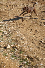 Perro de caza corriendo a toda velocidad por tierra