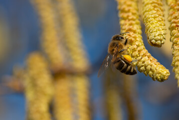 A honey bee hangs on the yellow blossom of a hazelnut bush, against a blue sky in spring