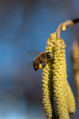 A honey bee hangs on the yellow blossom of a hazelnut bush, in spring against a blue sky in a vertical format