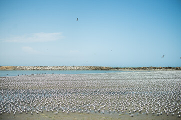 panoramic view of the birds on the shore of the beach