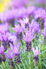 Spanish Lavender flowers