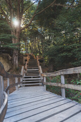 escaleras en medio de la naturaleza