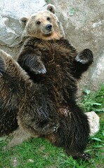 Grattage du dos d'un ours sur de l'herbe fraîche