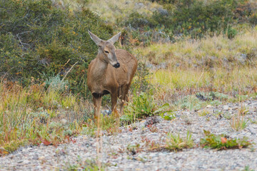 huemul ojos entre cerrados 