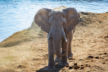 Fototapeta na wymiar African elephant at the Masuma Watering Hole, Hwange National Park, Zimbabwe Africa