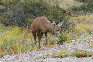 huemul comiendo