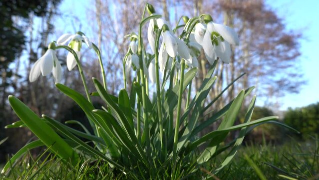 Schneegl&ouml;ckchen (Galanthus spec.), bl&uuml;hende Pflanze