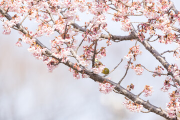桜とメジロ