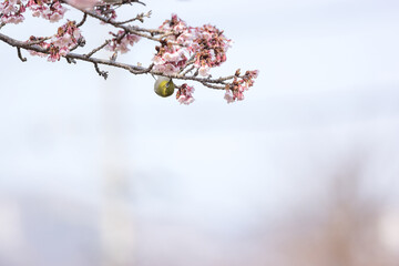 桜とメジロ