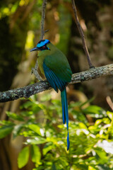 Baranquero Mot Mot Andean, Tropical exotic bird green in color with red eyes and bright blue head and blue tail and wings perched on a tree branch, Colombia Saletno