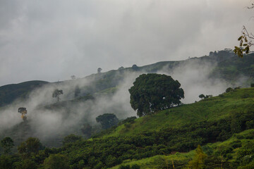 beautiful photo of Andes mountains landscape in clouds, trees, rainforest, jungle Colombia Salento
