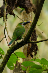 Interesting photo of a small green toucan sitting on a tropical tree in the jungle, green bird with large beak and small body, yellow-black beak, small blue tail