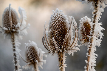 Beautiful close-up of dried wild teasel or fuller's teasel (Dipsacus fullonum), a flowering plant...