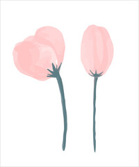 Delicate pink bud painted in watercolor. Vector illustration.