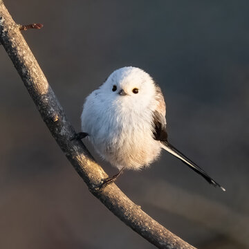 Long-tailed tit (aegithalos caudatus) perched on a tree branch. Cute and fluffy small white bird