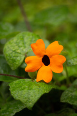 A beautiful photo of an orange tropical flower, plant, with a black spot in the center, against a background of green