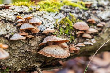 Close-up image of tree fungi growing on a moss covered deadwood tree trunk, Weserbergland, Germany