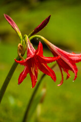Beautiful photo of a tropical plant, red plant, bluebells, after rain, on a green background