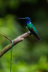 beautiful and rare photo of a blue-green color hummingbird white'necked jacobin with black wings and a black beak sitting on a branch on a green background