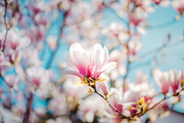 Magnolie Baum in voller Blüte im Frühling