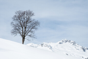 Un arbre isolé à la montagne en hiver sous la neige
