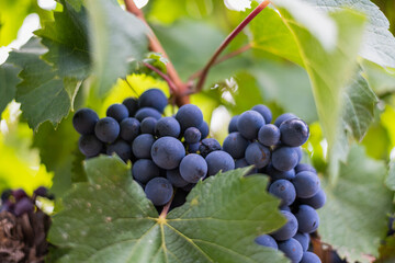 vineyard grape closeup for wine