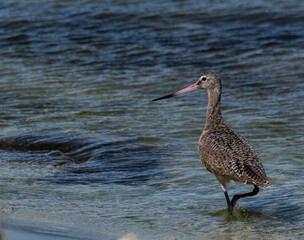 wading bird