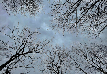 Trees without Leaves in Winter	