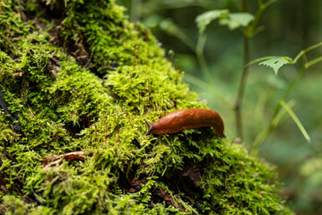 Close-up of a red slug (Arion rufus) crawling over a moss-covered tree trunk, Weser Uplands, Germany