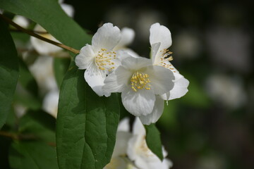 Fiori bianchi