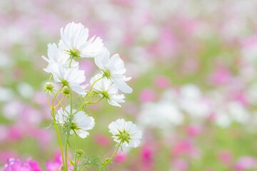 pink cosmos flowers