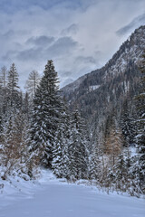 Defereggen, Winter, Bach, Schwarzach, Wasser, Stein, Eis, Schnee, gefroren, vereist, kalt Defereggental, Berg, Hochgebirge, Zentralalpen, Baum, Bäume, Wald, Schutzwald, Fichte, Tanne, Föhre, Lawinensc