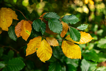 Contrasting two-colored leaves, yellow and green, growing on the same beech tree, beautifully show...