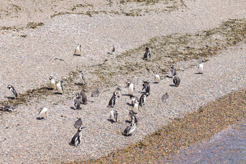 Fototapeta na wymiar Magellanic penguins. Punta Tombo penguin colony, Patagonia