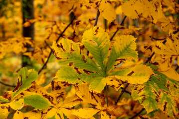Full frame close-up of colorful chestnut tree leaves in fall colors, yellow, brown and green, suitable as a natural background