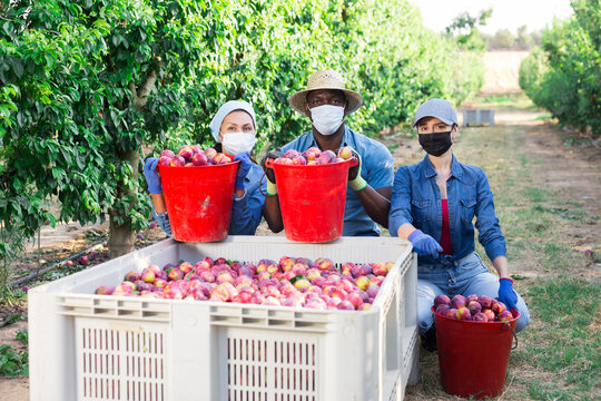 Three workers in face masks squatting beside large box of plums and smiling.