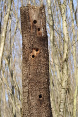 Holes bored by feeding woodpeckers. Old tree with holes
