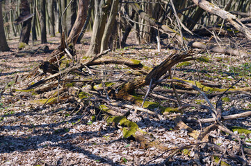 Broken old tree in the forest