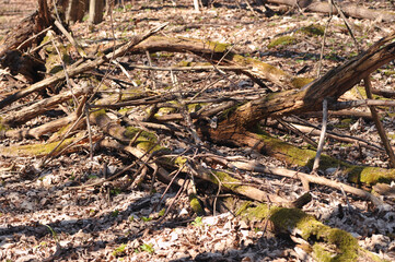 Broken old tree in the forest