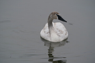 Trumpeter swans - adults plain white, juveniles brownish feathers. Family group in large flock of swans on overcast winter day