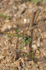 Young eucalyptus leaves in early spring