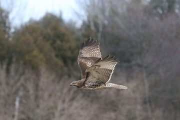 Red Tailed Hawk flying and landing on post in overcast winter day
