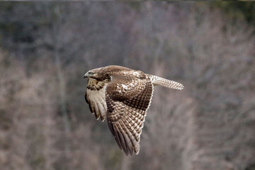 Red Tailed Hawk flying and landing on post in overcast winter day