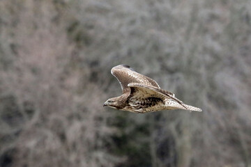 Red Tailed Hawk flying and landing on post in overcast winter day