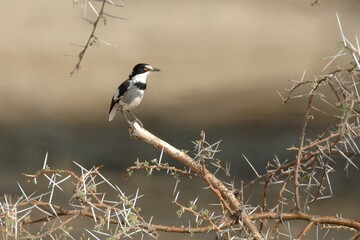 Ein Drosselwürger (Lanioturdus torquatus), White-tailed Shrike, auf seinem Ansitz, Namibia.