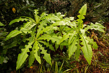 Close-up of a cluster of giant sow thistles (Sonchus fruticosus), also known as 