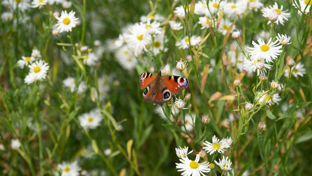 Tagpfauenauge Schmetterling