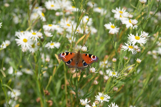 Tagpfauenauge Schmetterling