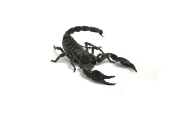 scorpion isolated on white background
