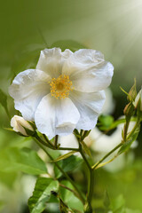 beautiful rosehip flower close up. Rosehip, Rosa canina light pink flowers bloom on the branches, beautiful wild shrub. Rosa woodsii, a variety of rose hips known as woods or indoor rose